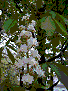 marronnier en fleurs au printemps