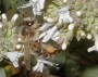 abeille butinant une fleur de menthe sauvage