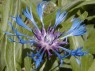 abeille butinant une fleur de bleuet
