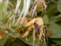 abeille sur chvrefeuille