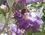 abeille butinant une fleur d'glantier