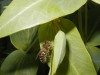 abeille sur une fleur d'euphorbe