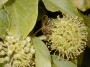 abeille butinant une fleur de lierre