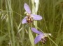 orchis abeille