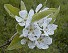 un poirier en fleurs
