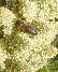 abeille butinant une fleur de poivrier