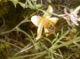 la trompe de l'abeille butinant une fleur (29)